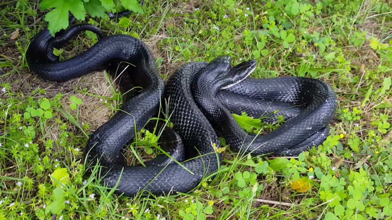 camera iphone 8 plus apk 2 Black Snakes