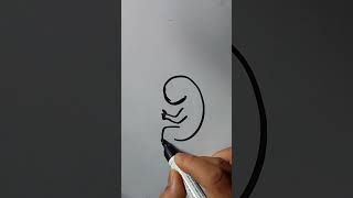 Baby In Womb Drawing