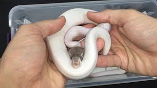 Crazy Cool Pied Combos!