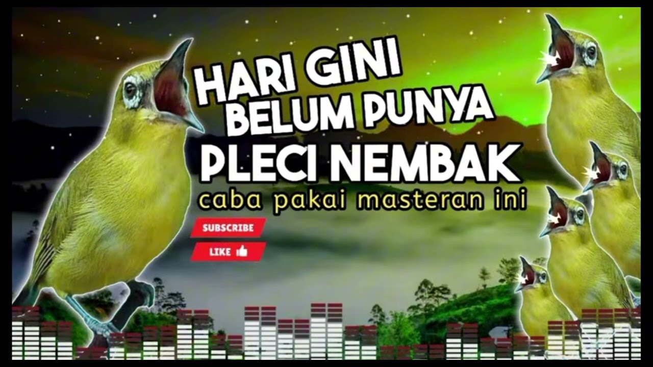 Masteran pleci materi mewah cocok buat anakan #masteranjernih #masteranburung #masteran #pleci #fyp 