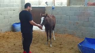 شرح التعامل مع الامهر وصغار الخيل لأحد المتدربين - مع التطبيق - الجزء الأول