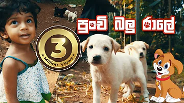 Punchi Balu Ralee | පුංචි බලු රාලේ | Sinhala Nursery Rhyme | Sinhalese Children Songs Educate | Booz