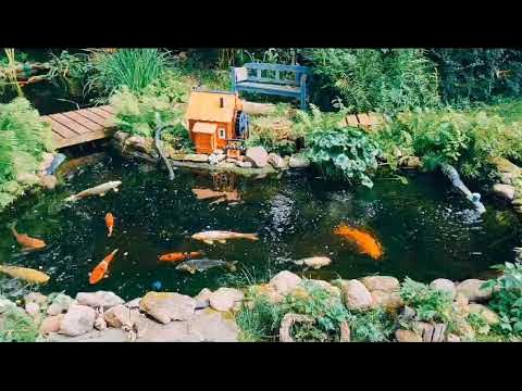unser kleiner 18000l Teich mit 2 Screenmatic Biofilter und Helix YouTube