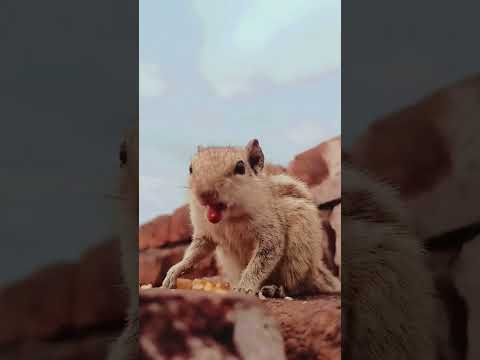 feeding chipmunk and squirrel status # shorts # video 😍