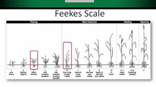 Beck’s Agronomy Webinar: Assessing Freeze Damage in Wheat