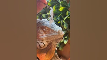 Shedding day 🤩 #satisfying #asmr #explore #foryou #youtubeshorts #shorts #shedding