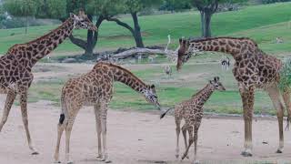 2019 Mid-Year Recap - Babies & Memorable Milestones
2019 has been a year of new additions and memorable milestones, but its far from over. We cant wait to see whats next.
http://sdzsafaripark.org/
Facebook - facebook.com/sdzsafaripark
Instagram - instagram.com/sdzsafaripark
Twitter - twitter.com/sdzsafaripark
Tumblr - sdzsafaripark.tumblr.com
Pinterest - pinterest.com/sandiegozoo 2019 Mid-Year Recap - Babies & Memorable Milestones