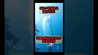 地震の前兆と噂された深海の使者？？？ #深海魚   #リュウグウノツカイ