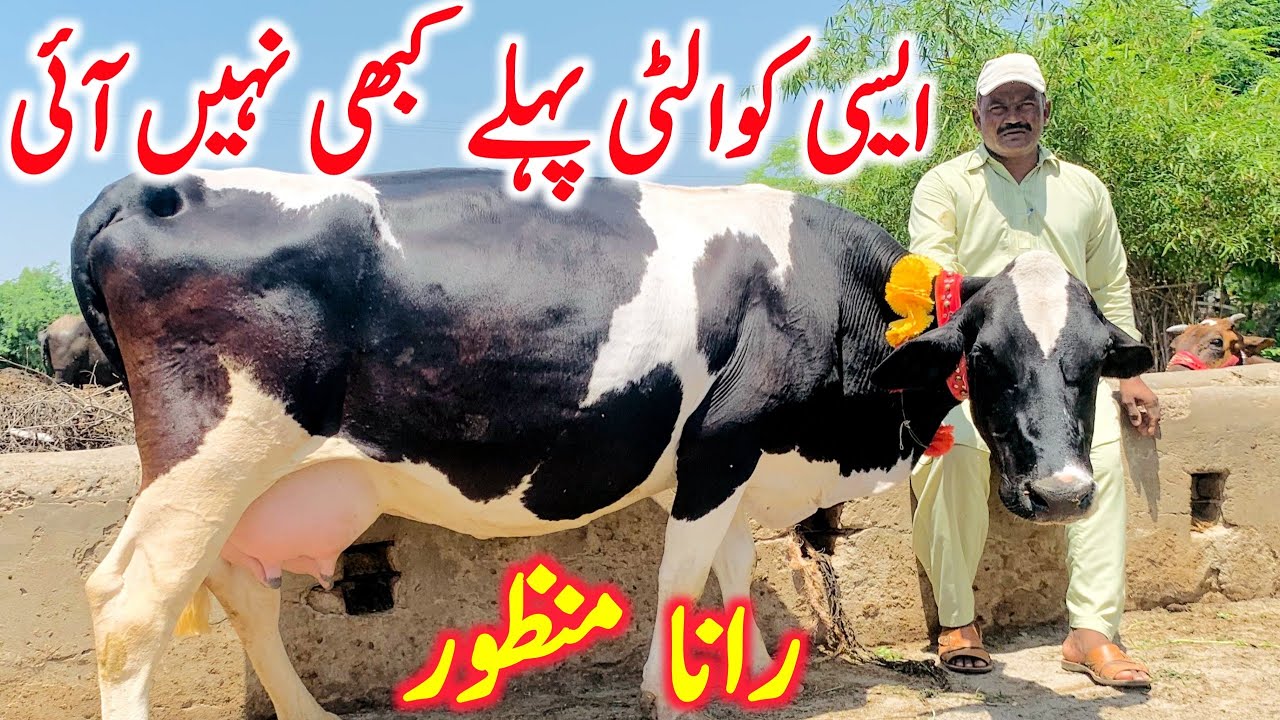 Manzor Rind Rana Manzor | Australian Cholistani | Cross Breed Cow | Global Village ...