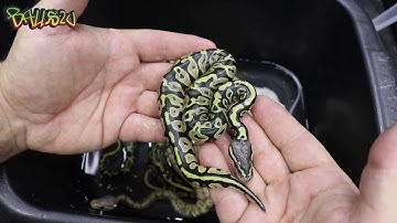 Leopard Banana Pied Clutch
