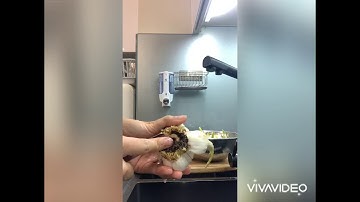 Hướng dẫn trồng thuỷ tiên thuỷ canh cơ bản