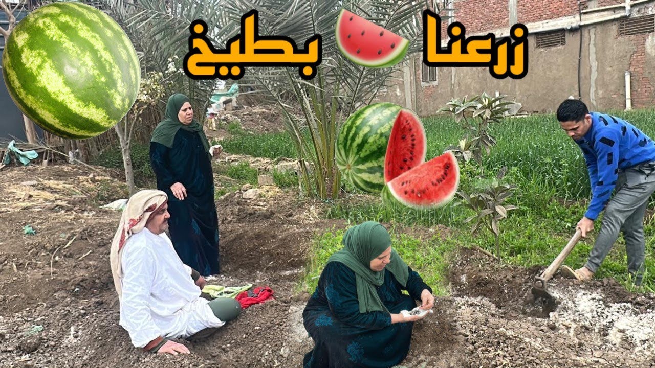 اول مره نزرع بطيخ من عشرين سنه من فرحتهم نزلوا زرعوا الأرض كلها