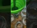 #chlorophyll #health #detox #cleanse #shortsfeed #viral #viralshorts #trending #recipe #click #fypシ