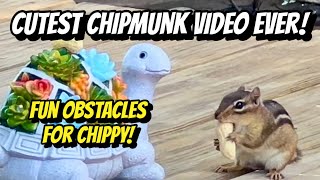 🐿️Cutest Chipmunk Video Ever! Can Chippy Find the Hidden Peanuts?