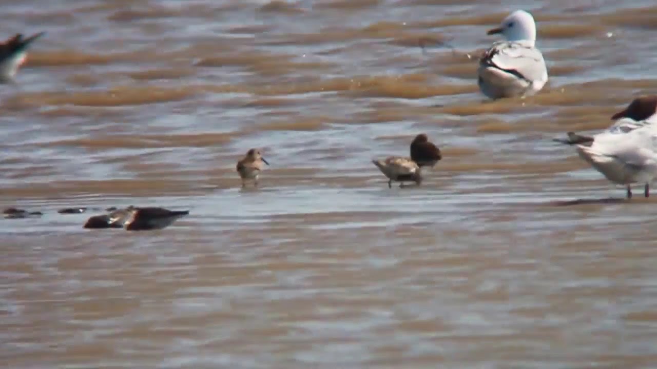 raspberry pi 4 windows 10 Dunlin (calidris alpina)