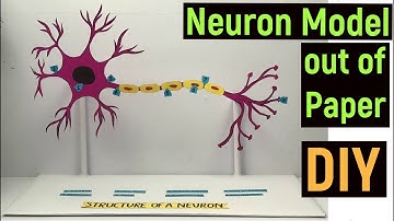 Neuron paper model for science exhibition | Easy paper model Neuron, Science project, #diyasfunplay