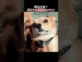 明日仕事?ボクには関係ないワン