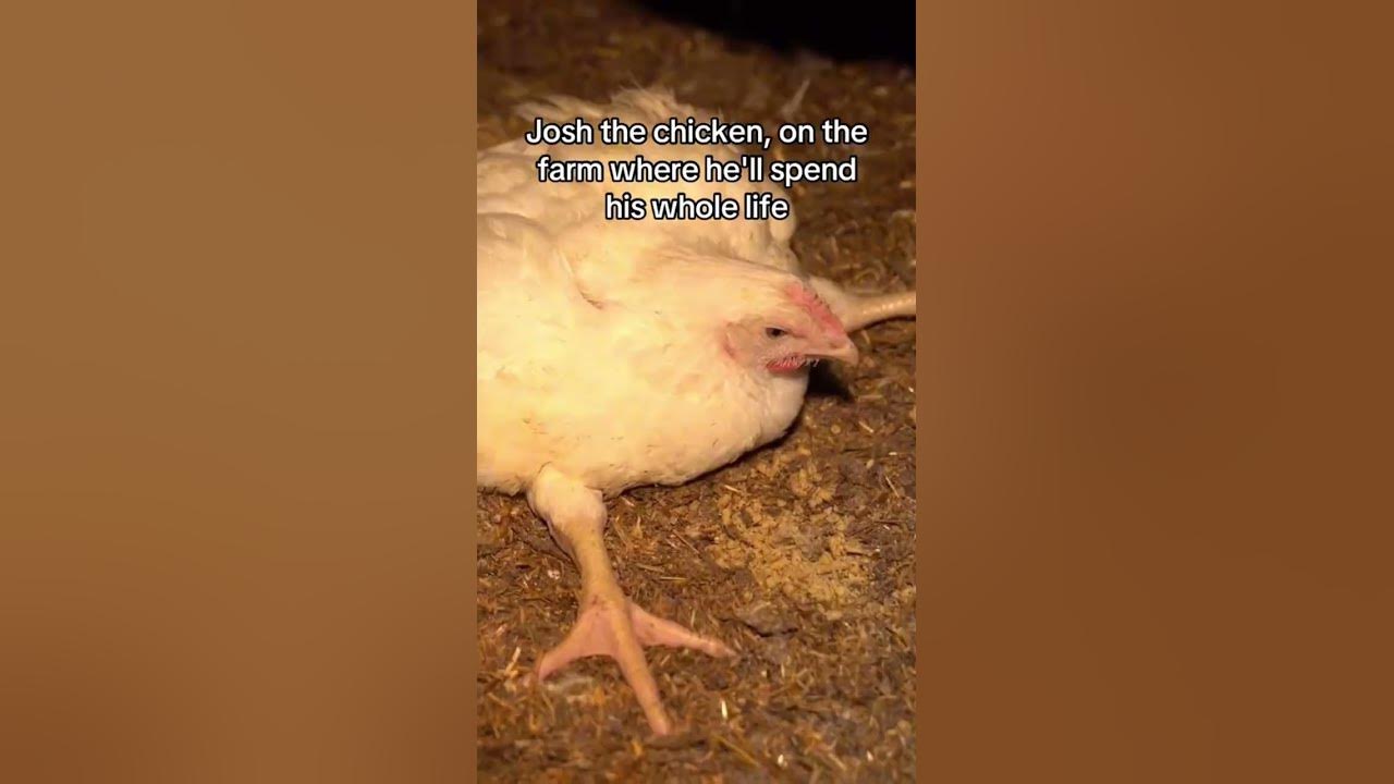 Josh will be sent to the slaughterhouse at the age of35days before