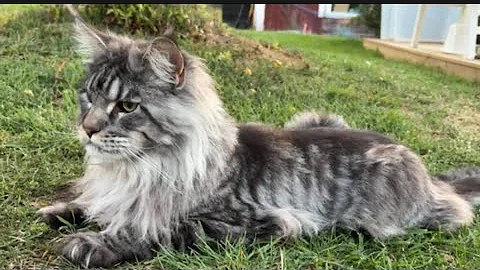 Watch the video about Live with Brock the Maine coon – Hide and Seek, Language Fun & Cat Playtime