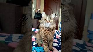 Я заболела, но стараюсь вас радовать💙 #ютуб #вайны #кот #животные #тренды #своимируками #котики