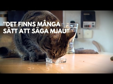 Video: 3 sätt att kommunicera med din katt