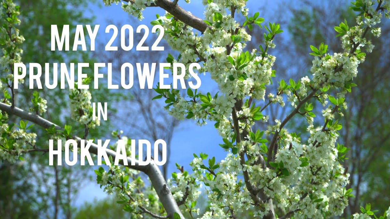 【4K】prune flowers/edelkrone wing/selp18105g/roninsc