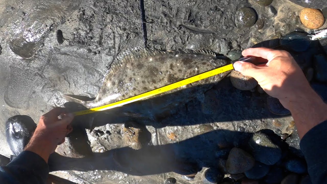 Palomar Knot and a Halibut! YouTube