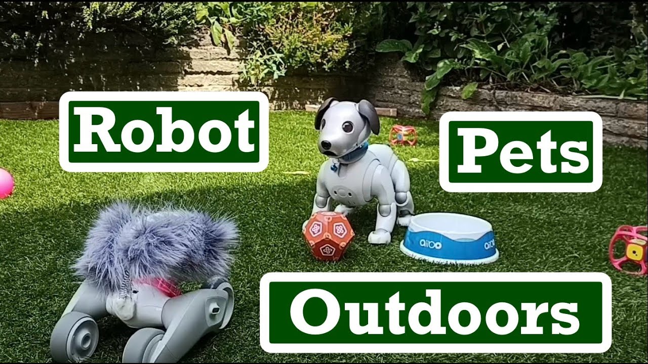 Loona & aibos outside robot pets outdoors 