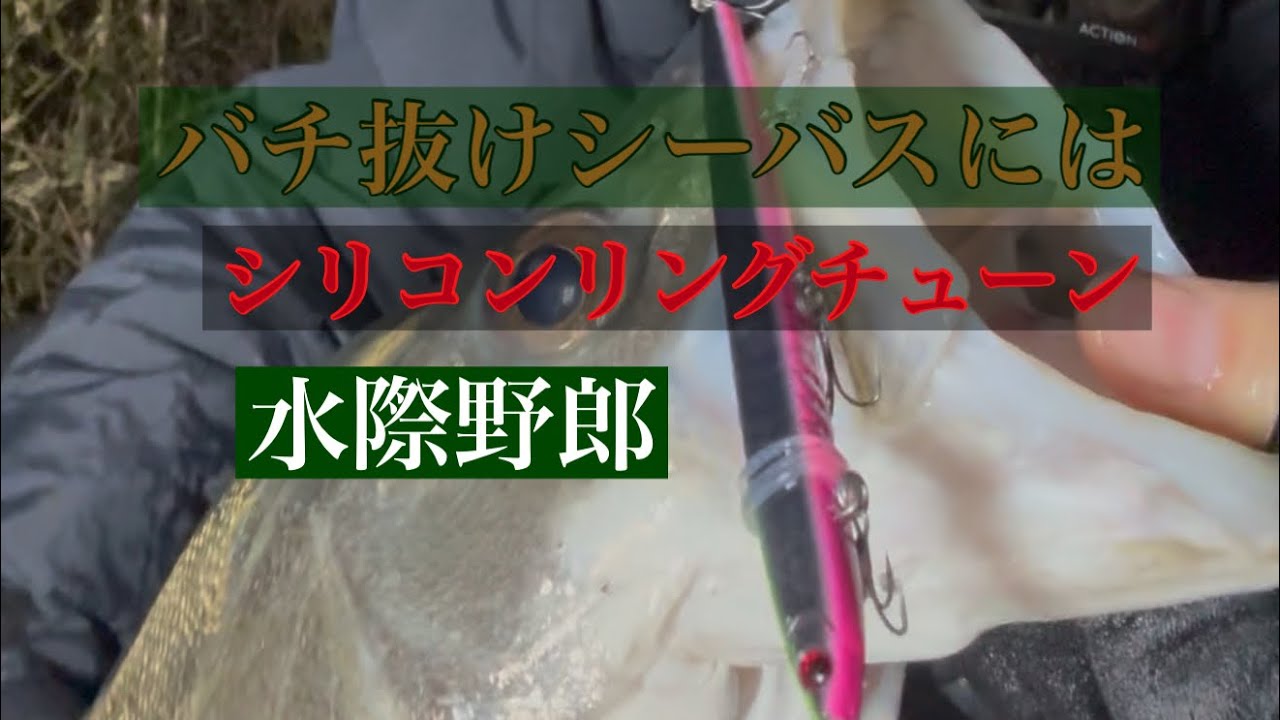 バチ抜けシーバス【多摩川】シリコンリングチューンの威力#ルアーフィッシング