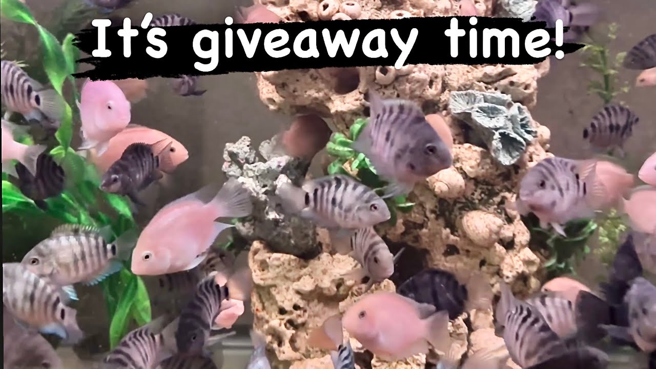 It’s giveaway time! 