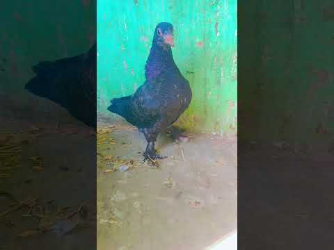 fancy kabutar #minivlog