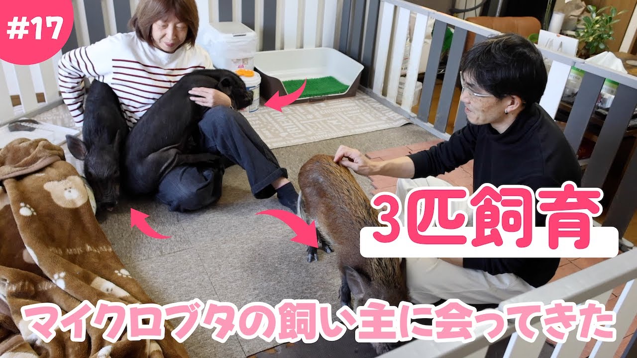 #17【オーナーズインタビュー】〜3匹のマイクロブタさんとの暮らし〜