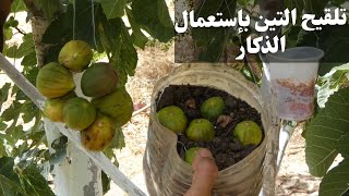 الطريقة البيولوجية لتلقيح ثمار التين (الكرموس) / Fig pollination