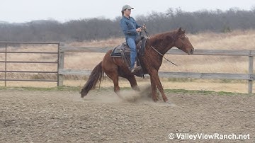 Thata Smart Cat - riding bridleless! - ValleyViewRanch.net