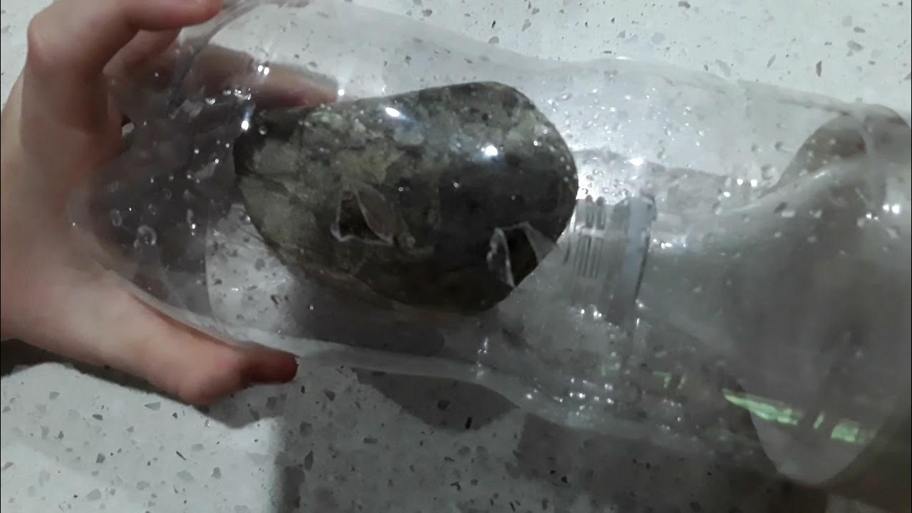 how to make a yabby trap YouTube