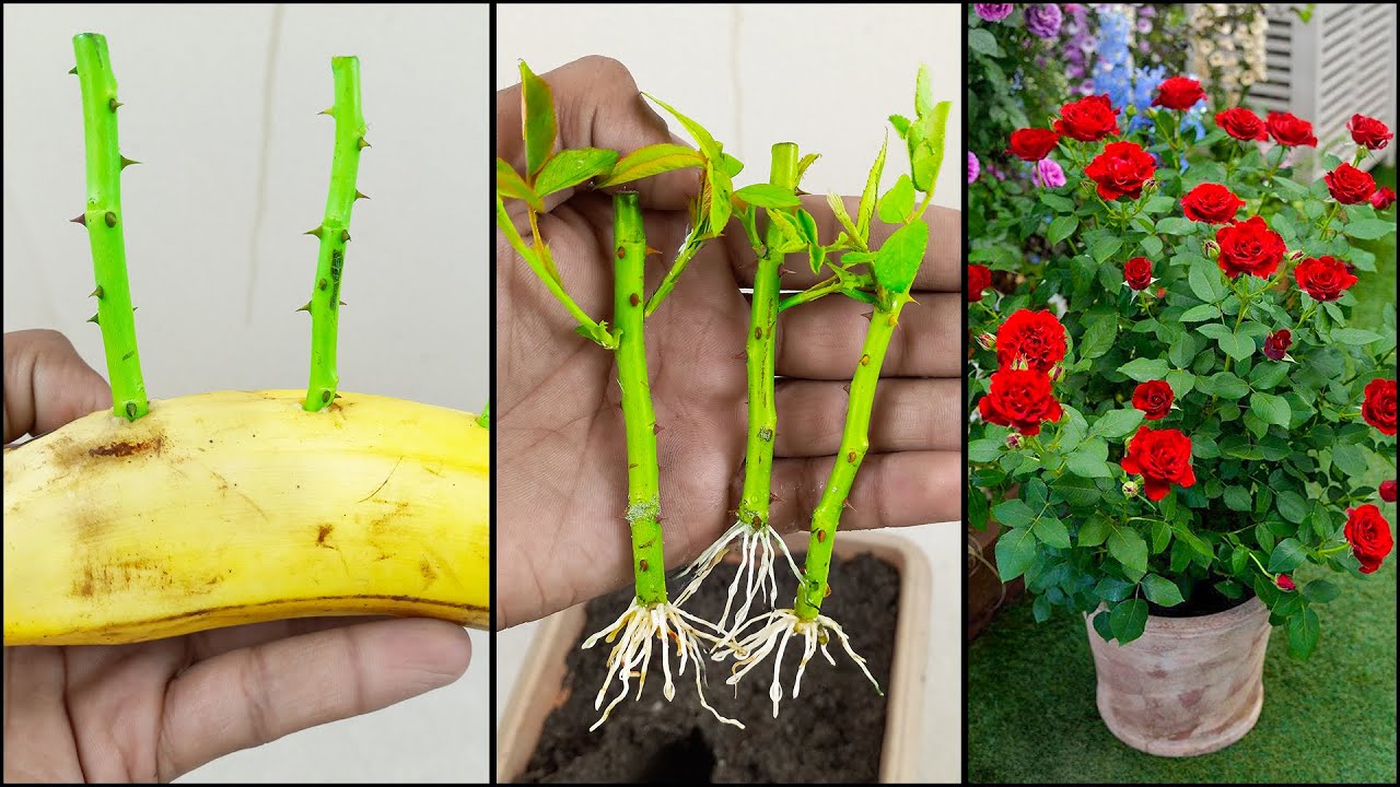 Simple And Effective Rose Cuttings From Bananas | How to grow roses ...