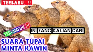 🍓 SUARA TUPAI BIR4HI MINTA K4WIN (2022)