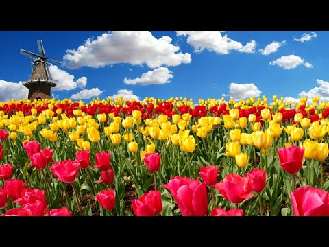 Vídeo: Onde as tulipas crescem?
