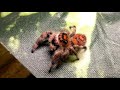 Red Phidippus regius pet Regal Jumping Spider selectively bred for color