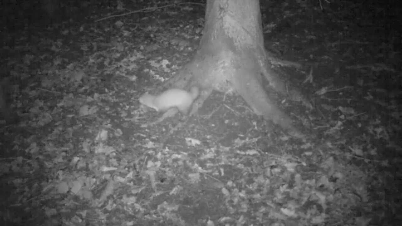 Petite vie animale au pied de l'arbre : geai, fouine, fouine à queue raccourcie (!), rongeur...