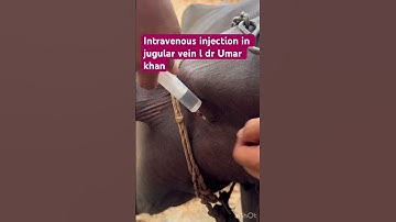 Intravenous injection in jugular vein l dr Umar khan ￼