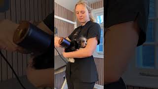 Doggy Daily Episode 607: Winnie the Biewer Terrier 🐾 #biewerterrier #biewer #doggrooming