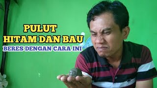 CARA MENGHILANGKAN BAU PADA PULUT UNTUK MEMIKAT BURUNG KUTILANG