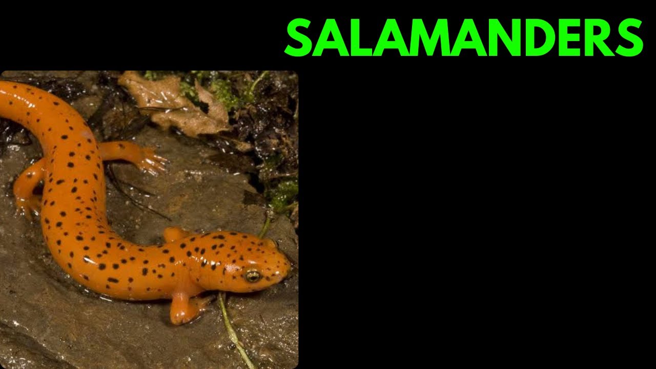 Salamanders - The Hidden Wonders of the Forest Floor