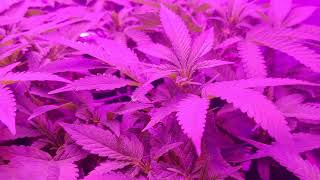 Girl Scout Cookies x Purple Punch clones day 6 flower 2x2 grow tent
