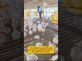 مرغداری رو آب بله در اندونزی اتفاق افتاده صنعتی دنیا دانستنی دیدنی