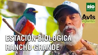 Estación Biologica Rancho Grande - Avis vigilantes - Río Verde