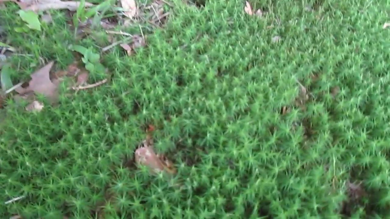 Show Me Your Weeds Carpet Moss YouTube