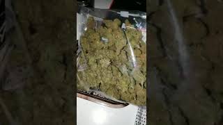 mexican haze 50grams dutch weed