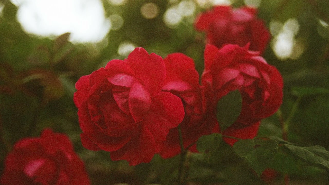 Watch Cain Abrams - Rococo Gardens on YouTube Watch Cain Abrams - Rococo Gardens on YouTube